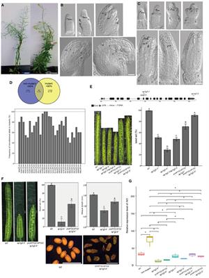AP1G2 Affects Mitotic Cycles of Female and Male Gametophytes in Arabidopsis